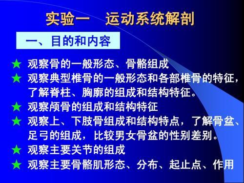 运动系统解剖实验-全身骨