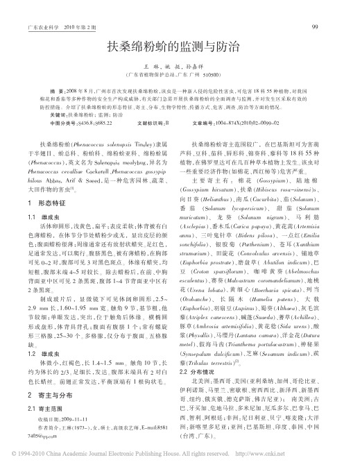 扶桑绵粉蚧的监测与防治