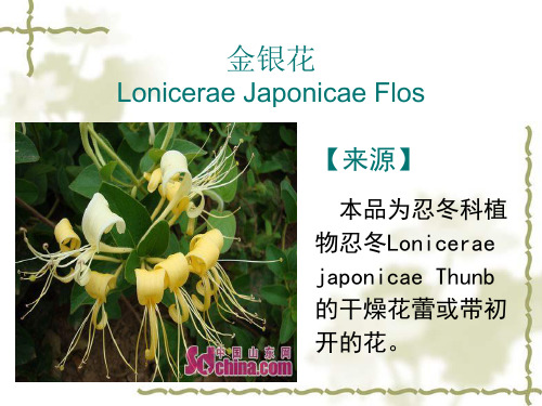 金银花 Lonicerae Japonicae Flos.ppt
