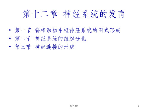 神经系统发育