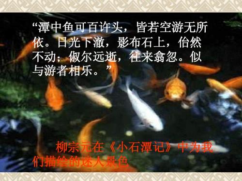 【语文】《始得西山宴游记》课件苏教必修一