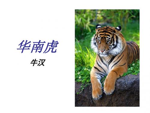 《华南虎》ppt课件