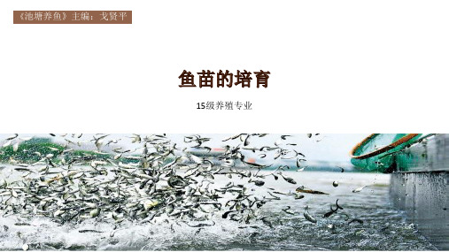 鱼苗的培育1