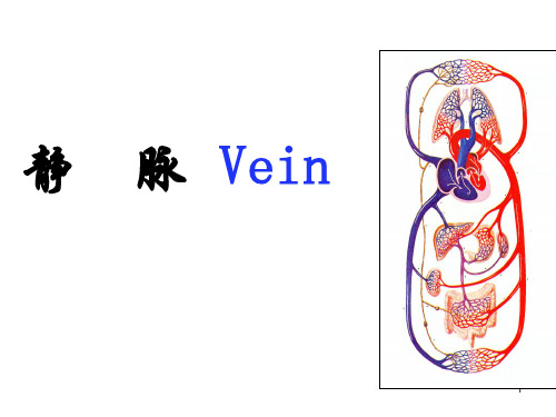人体解剖学PPT：静脉