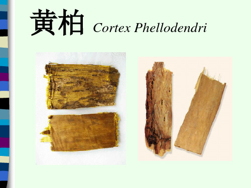 被子植物类生药8芸香科黄柏枳实
