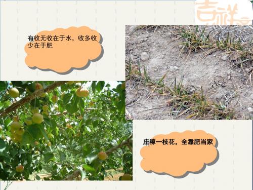 绿色植物的生长需要水和无机盐 课件