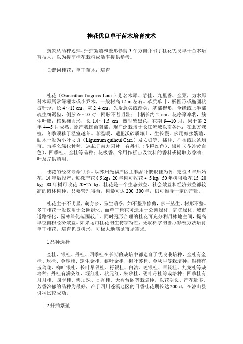 桂花优良单干苗木培育技术