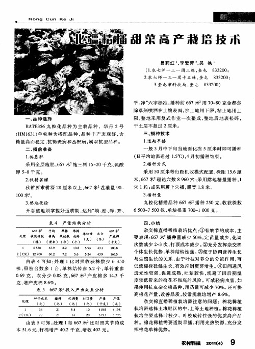 北疆精播甜菜高产栽培技术
