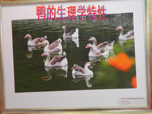 鸭的生理学特性
