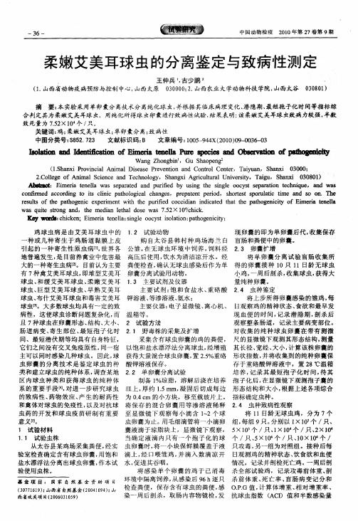 柔嫩艾美耳球虫的分离鉴定与致病性测定