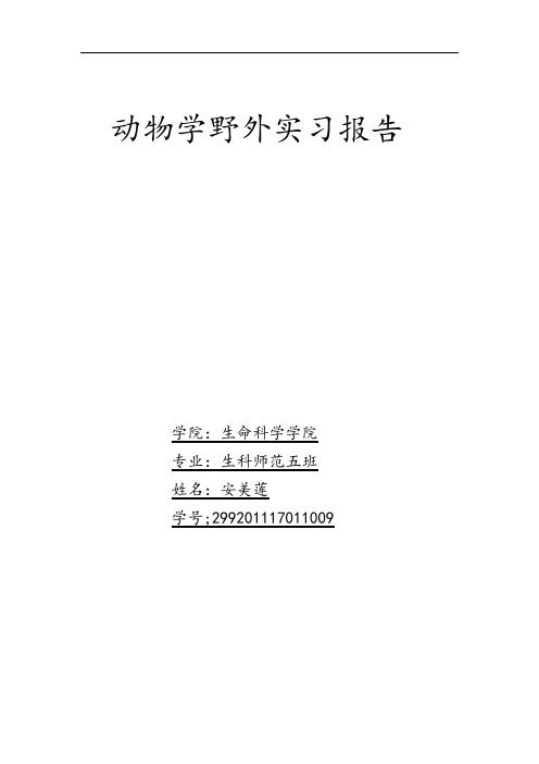 蝉科昆虫的代表种