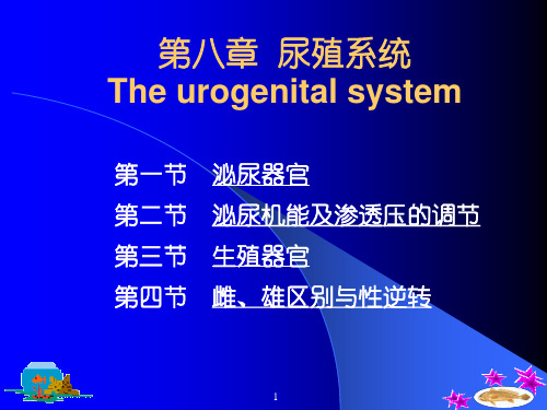 鱼类学-尿殖系统PPT教学课件