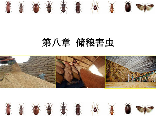 第八章++储粮害虫