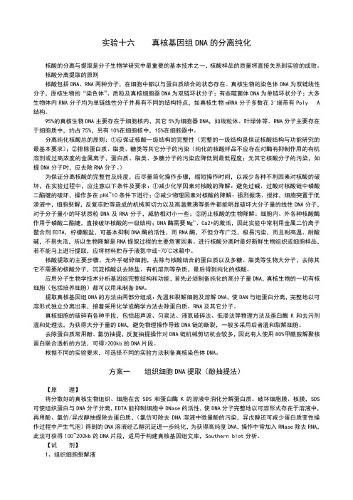 DNA提取方法