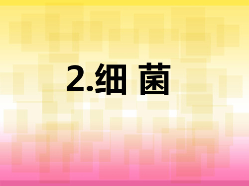 六年级上册科学课件-2细菌    青岛版(共28张PPT)