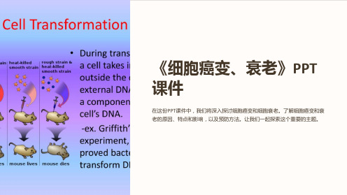 《细胞癌变、衰老》课件