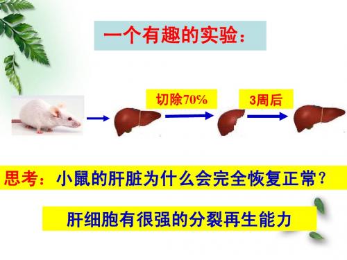 细胞的增殖1.ppt