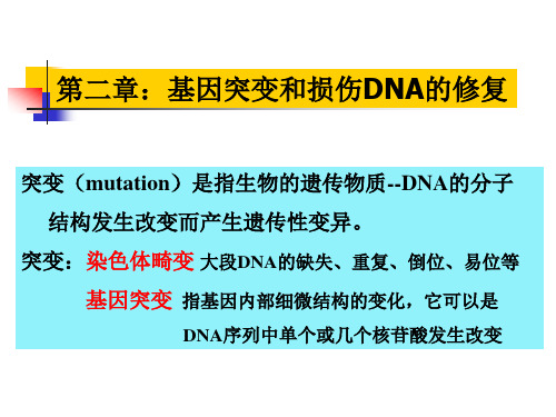 第二章基因突变和损伤DNA的修复