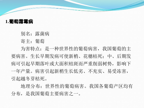 葡萄病害诊断与防治.ppt