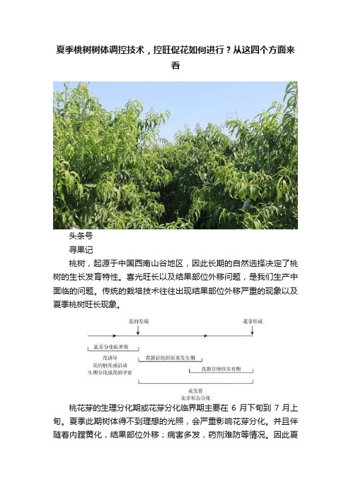 夏季桃树树体调控技术，控旺促花如何进行？从这四个方面来看