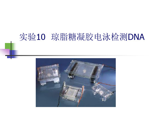 琼脂糖凝胶电泳检测DNA