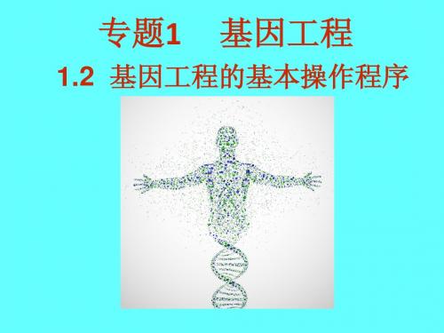 1.2基因工程的基本操作步