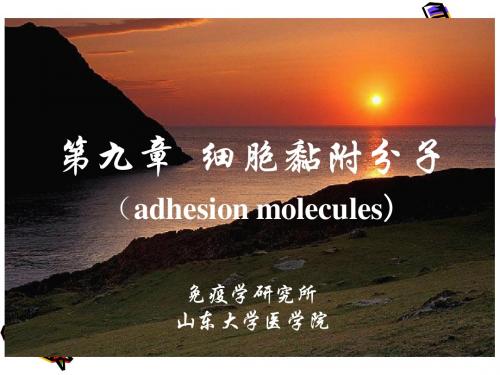 第九章 细胞黏附分子(adhesion molecules)