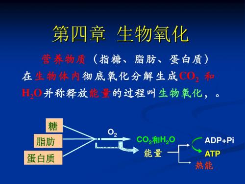 第四章   生物氧化