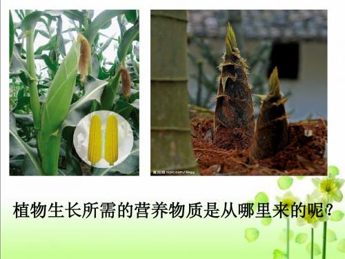 光合作用发现史 课件