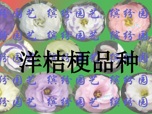 洋桔梗品种介绍2013版