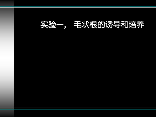 实验1毛状根诱导和培养