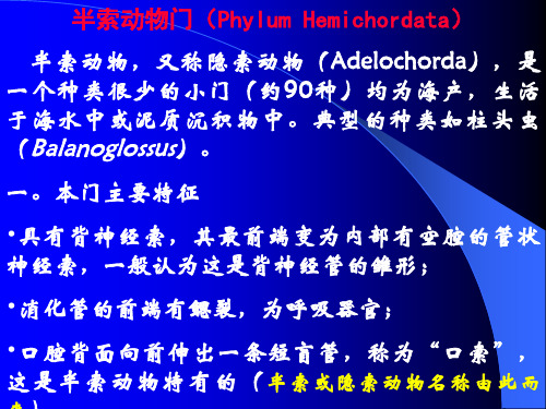 动物学16半索动物门PhylumHemichordata