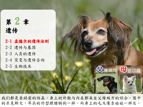 课本-孟德尔的遗传法则