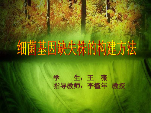 细菌基因缺失株的构建方法