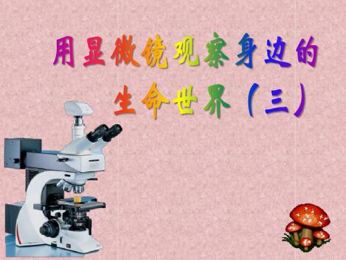 《用显微镜观察身边的生命世界(三)》微小世界PPT课件3 (共27张PPT)