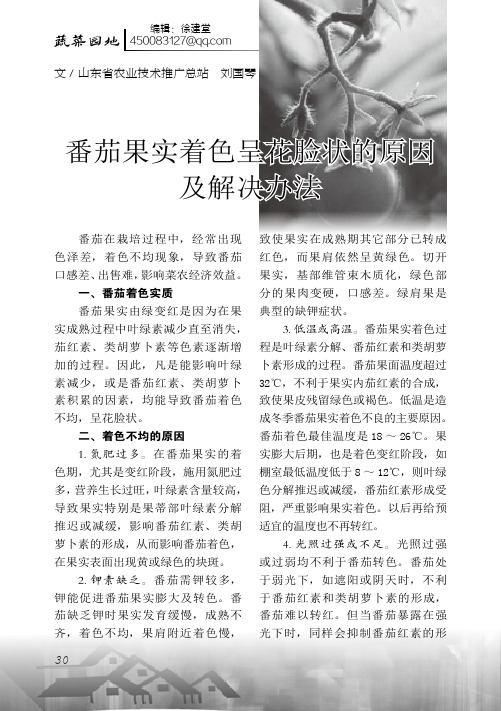 番茄果实着色呈花脸状的原因及解决办法