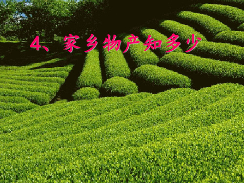 《家乡的物产知多少》PPT课件∣人民未来版