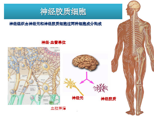 胶质细胞ppt课件