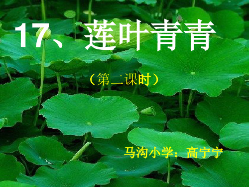 《莲叶青青》课件.ppt