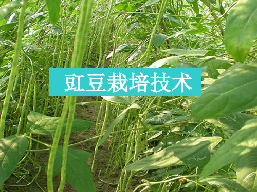 豇豆栽培