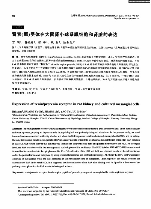 肾素(原)受体在大鼠肾小球系膜细胞和肾脏的表达