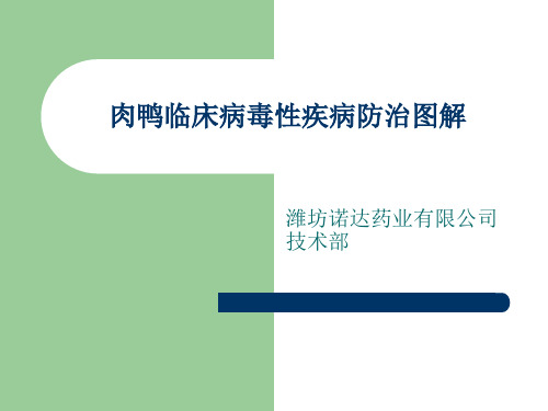 诺达肉鸭临床疾病防治图解