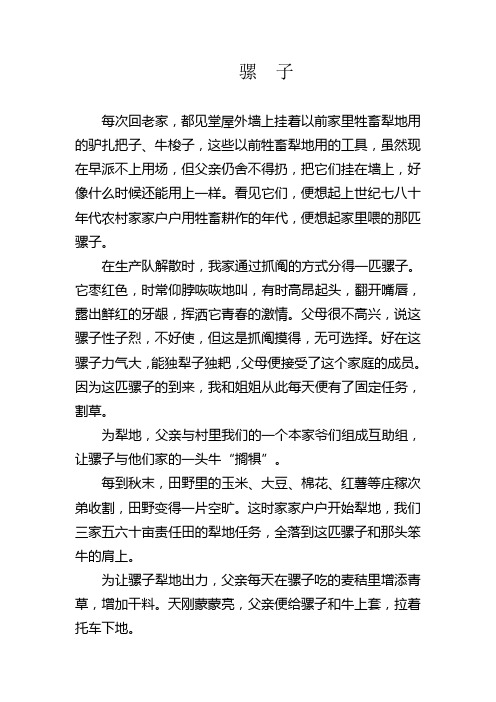 骡  子
