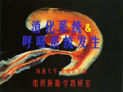 消化系统呼吸系统发生