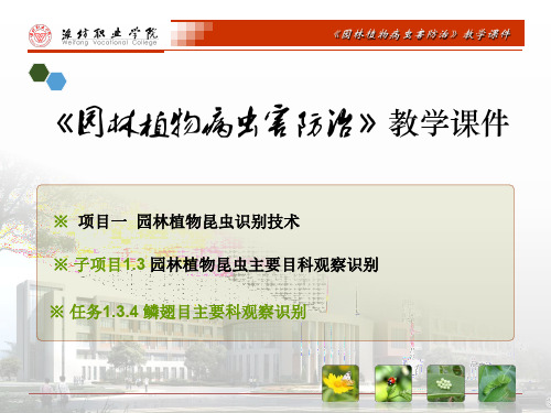 1.3 .6鳞翅目主要目科观察识别.