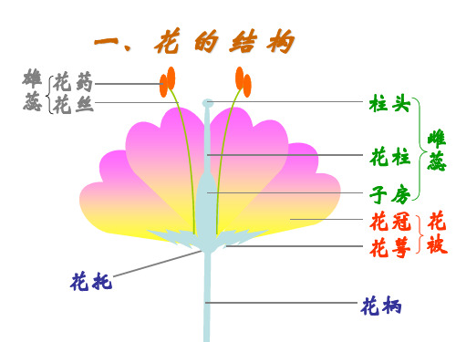 第一章_花的结构和类型