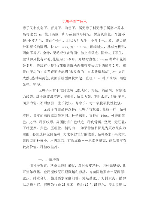 无患子芽苗切根移栽技术
