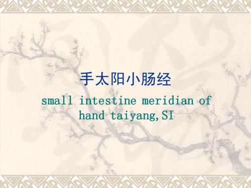 手太阳小肠经