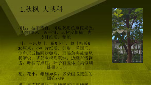 植物名称、科属和特征
