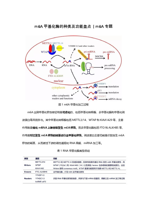 m6A甲基化酶的种类及功能盘点——m6A专题